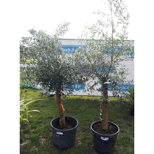 300 - Olive trees 7ft - 2