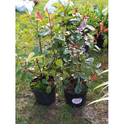 302 - Photinia Red Robin - 2