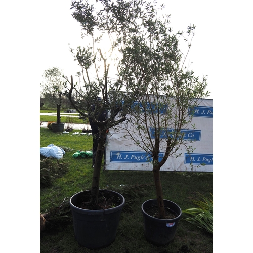 308 - Olive trees 7ft - 2