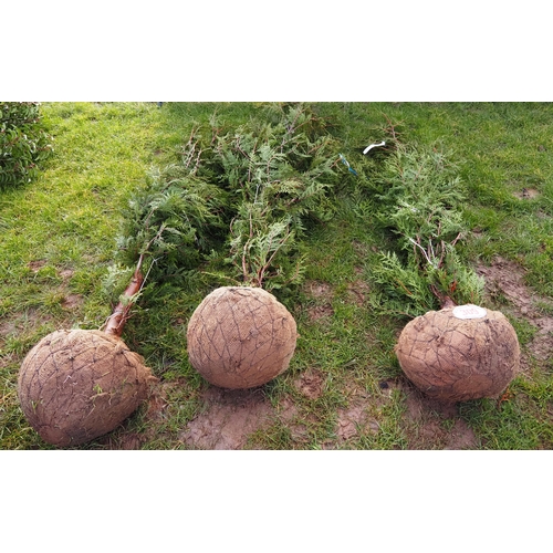 309 - Thuja Rootball 7ft - 3