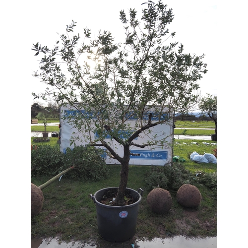 310 - Olive tree 7ft - 1