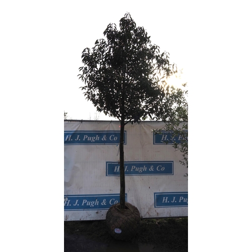 311 - Prunus rootball 8ft - 1