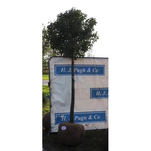 312 - Prunus rootball - 8ft - 1