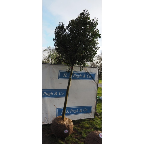 313 - Prunus rootball 8ft - 1