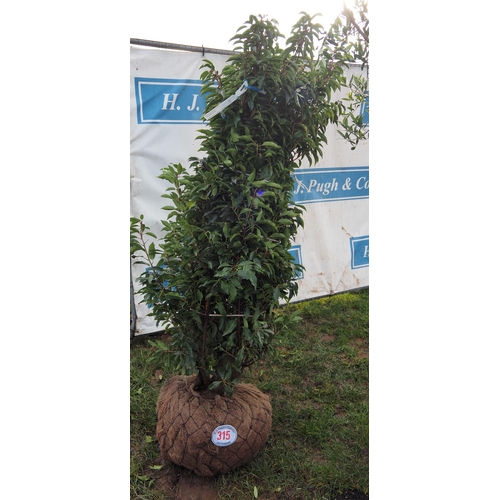 315 - Prunus root ball 6ft - 1