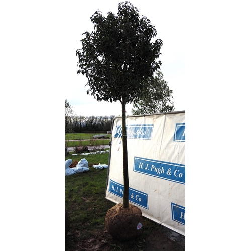 339 - Prunus rootball 10ft - 1