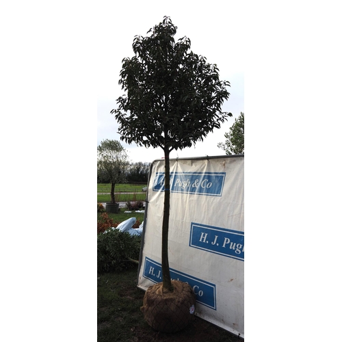 340 - Prunus rootball 10ft - 1