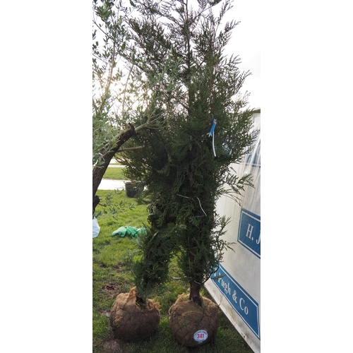 341 - Thuja rootball 8ft - 2