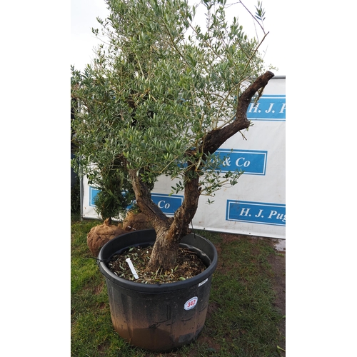 342 - Ancient Olive tree 6ft - 1