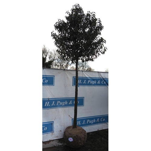 343 - Prunus rootball 10ft - 1