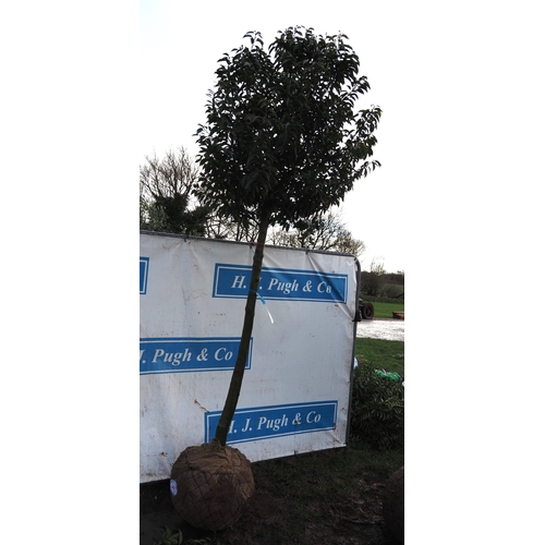 345 - Prunus root ball 10ft - 1