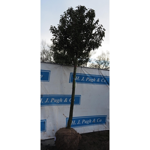 346 - Prunus root ball 10ft - 1