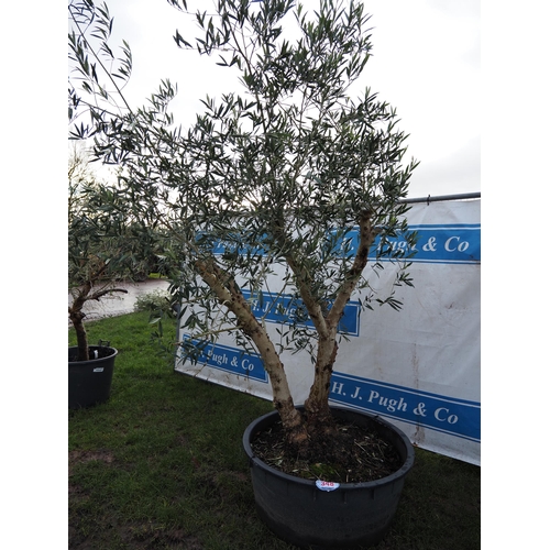 348 - Olive tree 8ft - 1