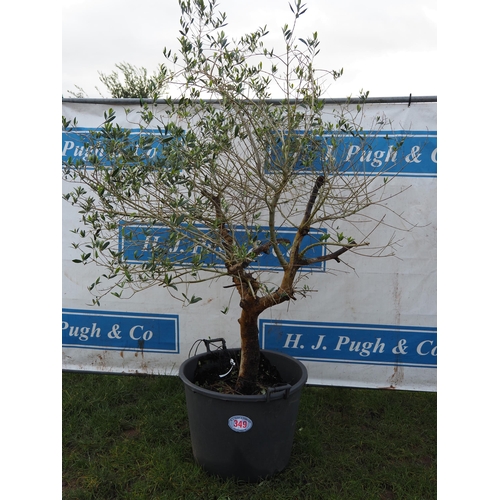 349 - Olive tree 6ft - 1