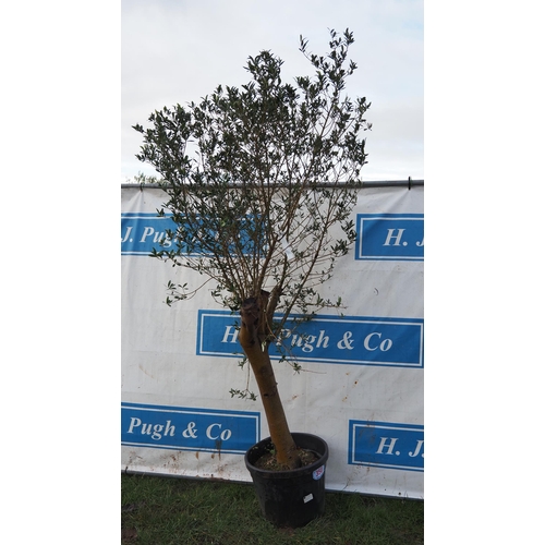 350 - Olive tree 7ft - 1