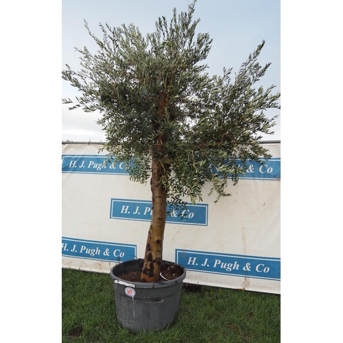 351 - Ancient Olive tree 10ft - 1