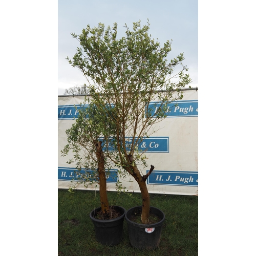 352 - Olive trees 5ft - 2