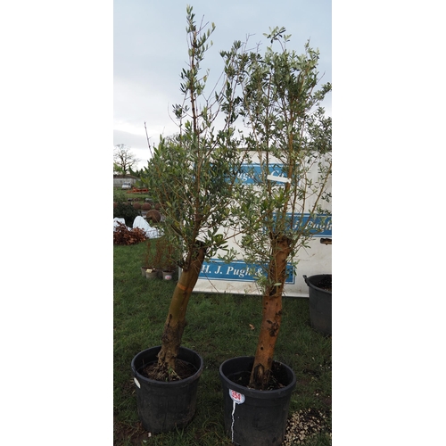 354 - Olive trees 6ft - 2