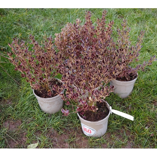 360 - Coprosma - 5