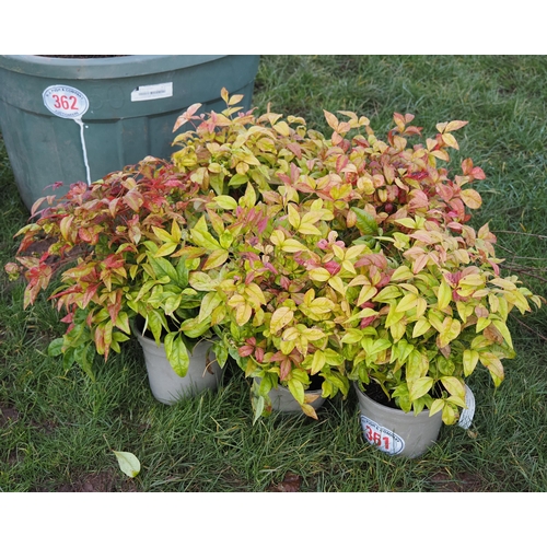 361 - Nandina pink - 5