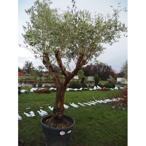 388 - Ancient Olive 10ft - 1