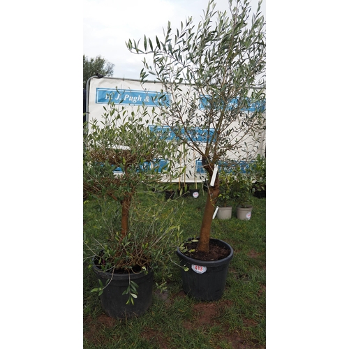 413 - Olive trees 5ft - 2