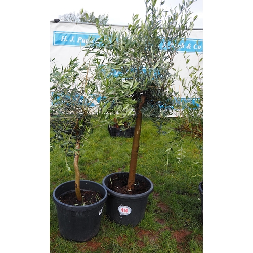 414 - Olive trees 4ft - 2