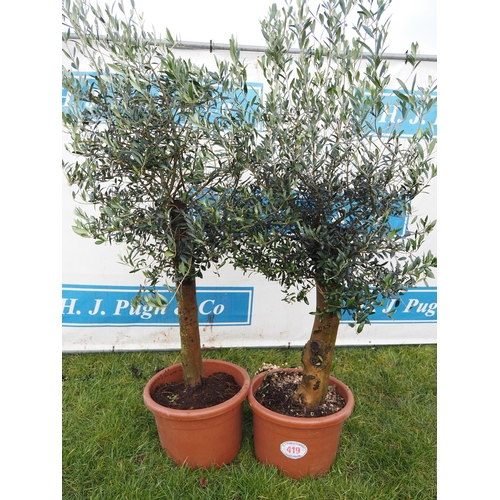 419 - Olive trees 5ft - 2