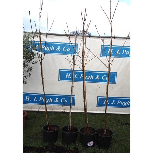 420 - Prunus - 2 + Amelanchier - 2