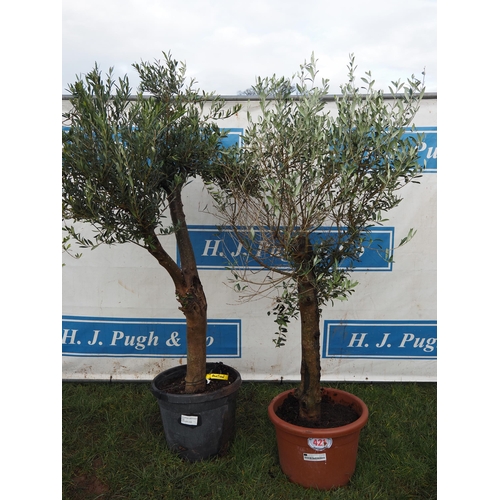 421 - Olive trees 5ft - 2