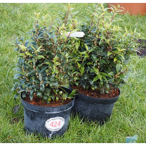 424 - Sarcococca - 2