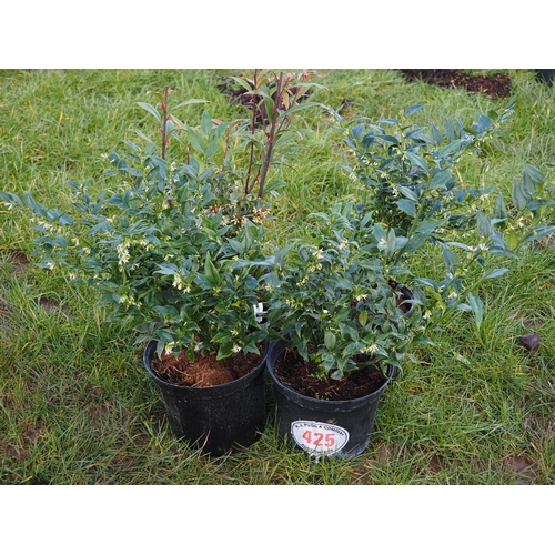 425 - Sarcococca - 4