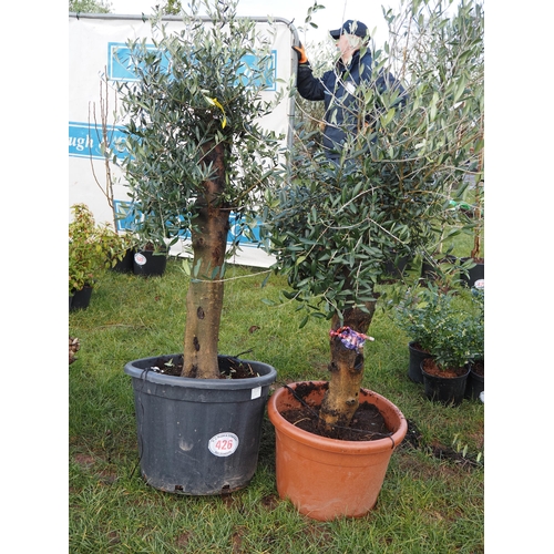 426 - Olive trees 5ft - 2