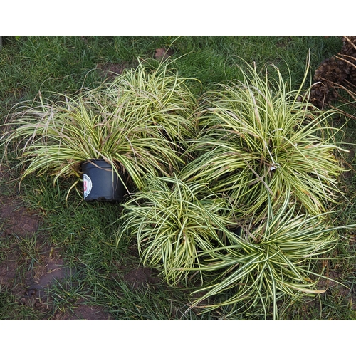 428 - Carex - 6