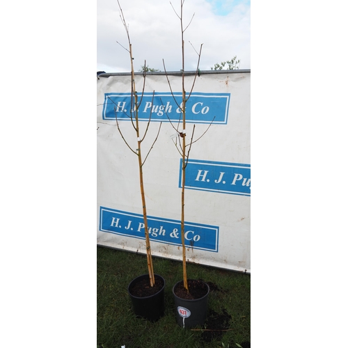 431 - Betula Snow Queen 6ft - 2