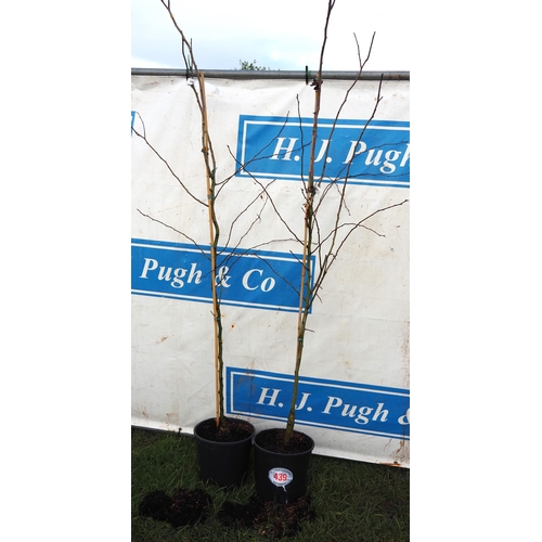 439 - Crataegus Crimson Cloud 6ft - 2