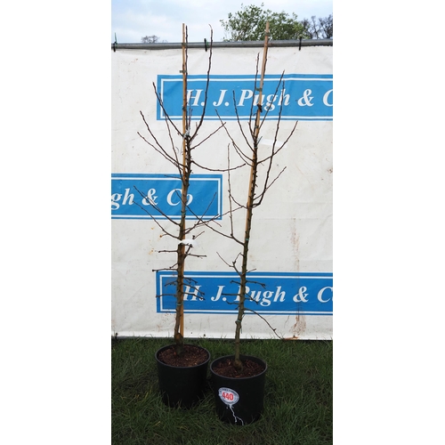 440 - Malus Jelly King 6ft - 2