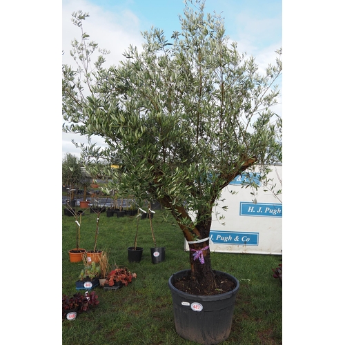 447 - Olive tree 8ft - 1