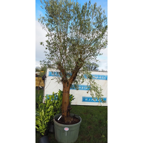 454 - Ancient Olive tree 10ft - 1