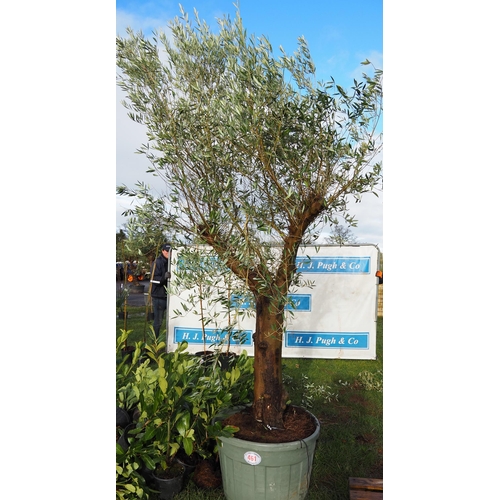 461 - Ancient Olive tree 9ft - 1