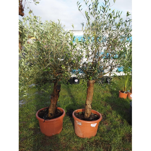 465 - Olive trees 5ft - 2