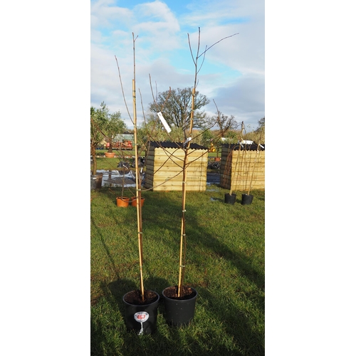 467 - Amelanchier 6ft - 2