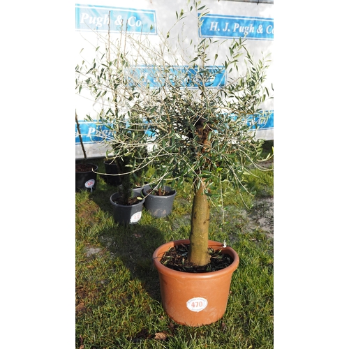 470 - Olive tree 4ft - 1