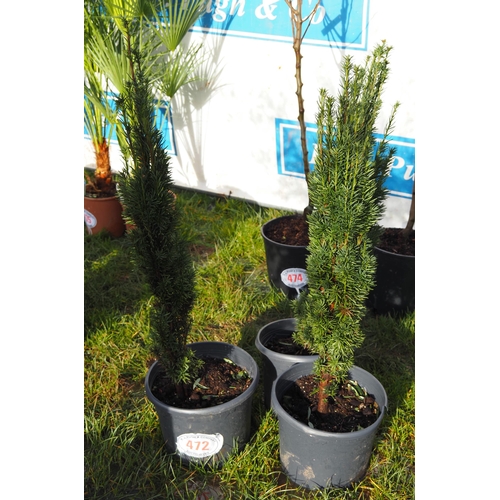 472 - Taxus 3ft - 3