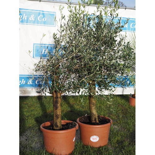 476 - Olive trees 5ft - 2