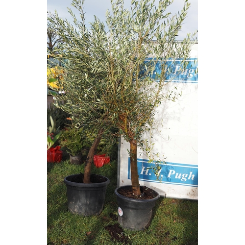 477 - Olive trees 5ft - 2