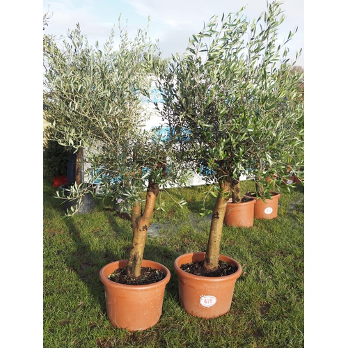 478 - Olive trees 6ft - 2