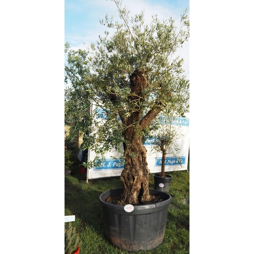 479 - Ancient olive 8ft - 1