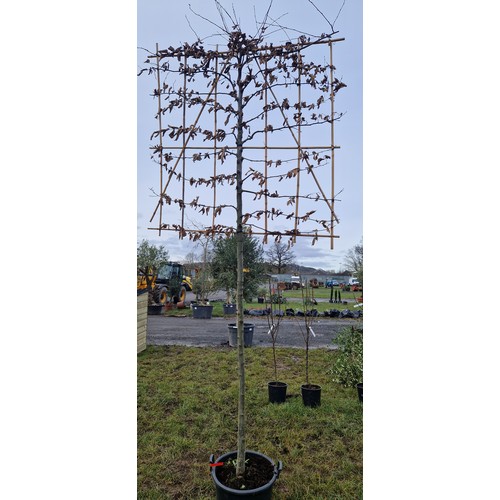 489 - Espalier Hornbeam 11ft