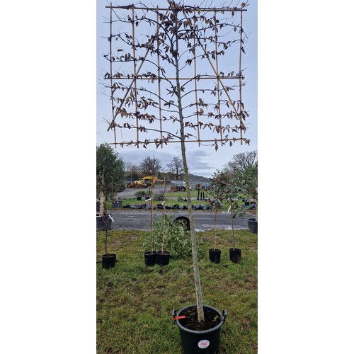 490 - Espalier Hornbeam 11ft